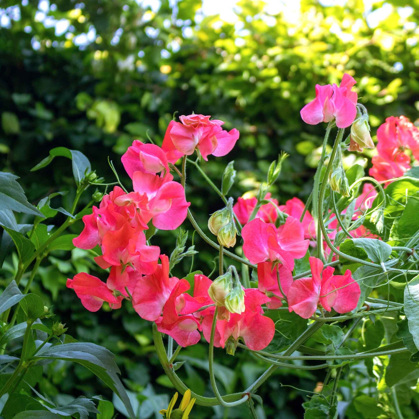 Sweet pea edith flanagan pink and red flowers blooming in a green garden background