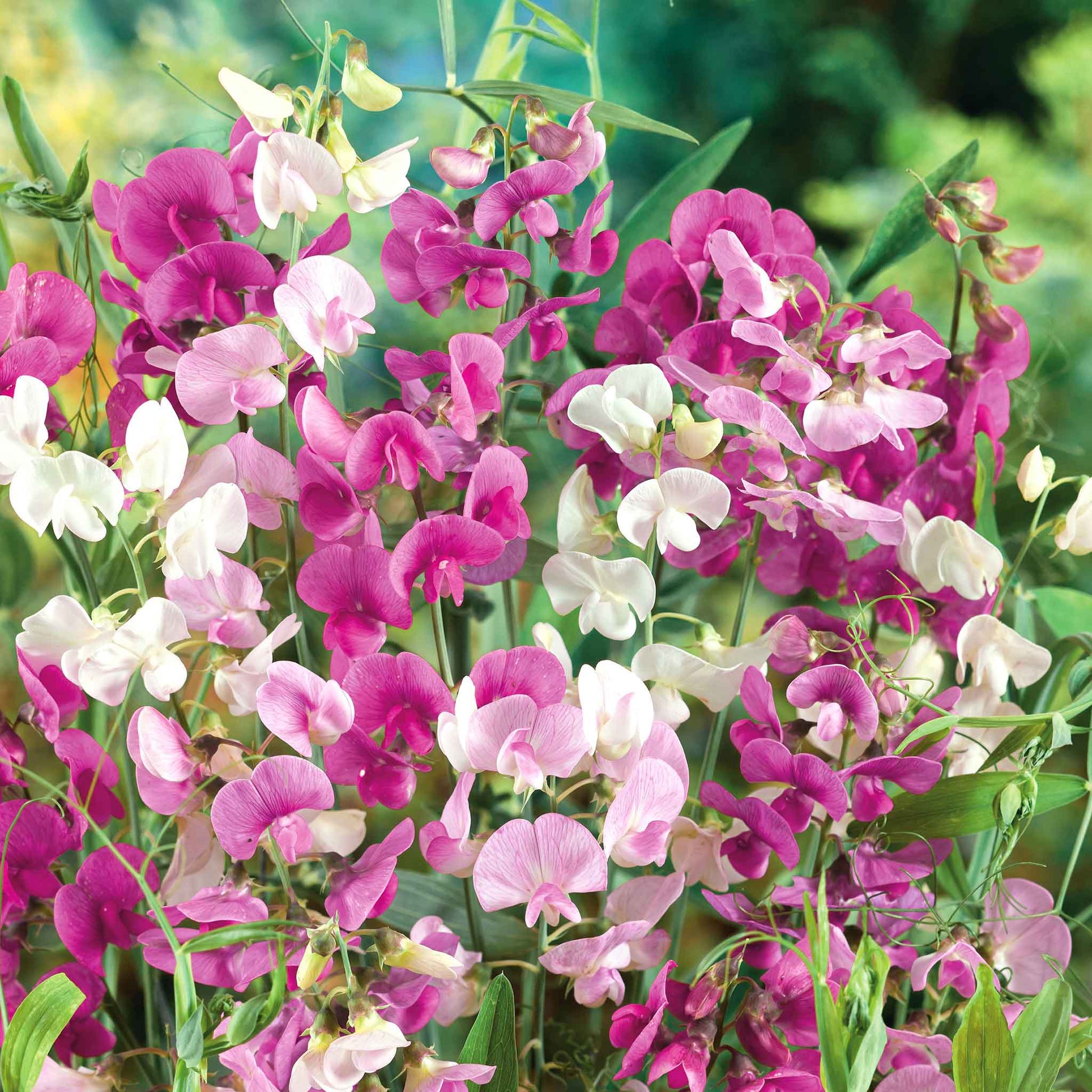 Sweet pea everlasting mix pink, white and purple flowers with a green garden background