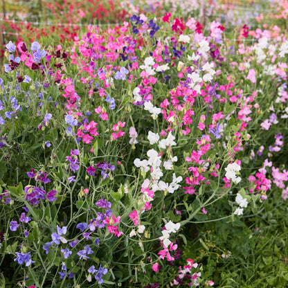 Sweet pea knee high mix pink and white flowers with a blurred green foliage background