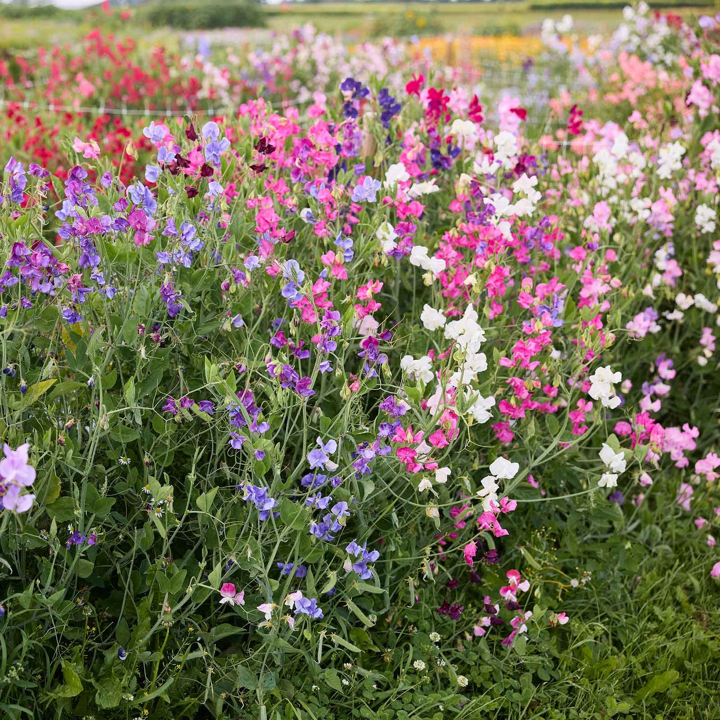 Sweet pea knee high mix pink, purple and white ruffled blooms on a blurred background
