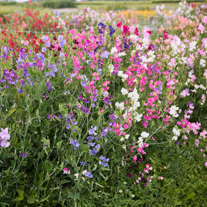 Sweet pea knee high mix pink, purple and white ruffled blooms on a blurred background