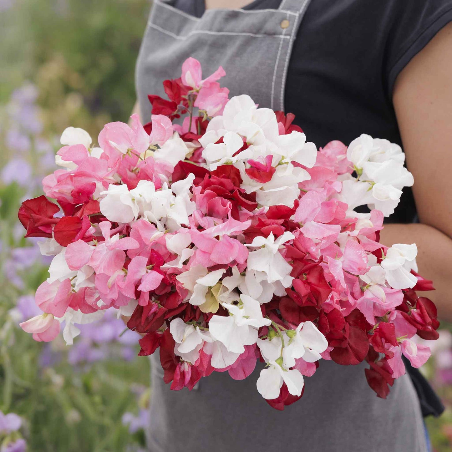 Sweet pea little sweetheart mix pink and white flowers on a blurred background