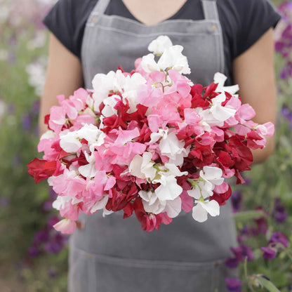 Sweet pea little sweetheart mix pink, purple and white blooms on a blurred background