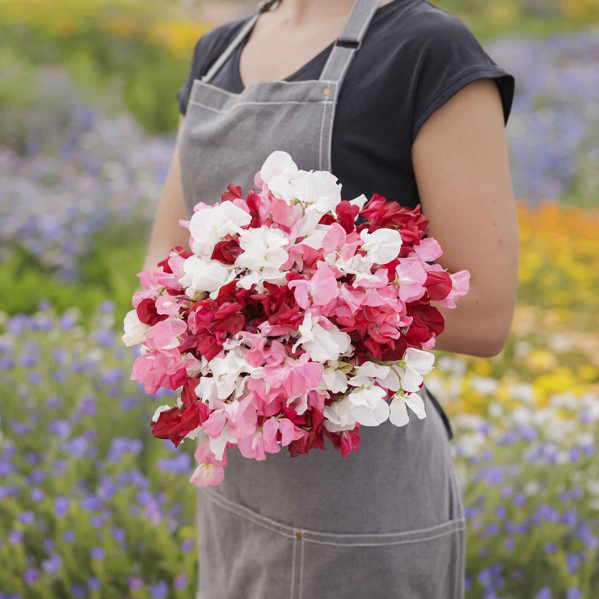 Sweet pea little sweetheart mix pink, white and purple flowers on a blurred background