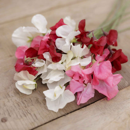 Sweet pea little sweetheart mix pink and white blooms with a green foliage background