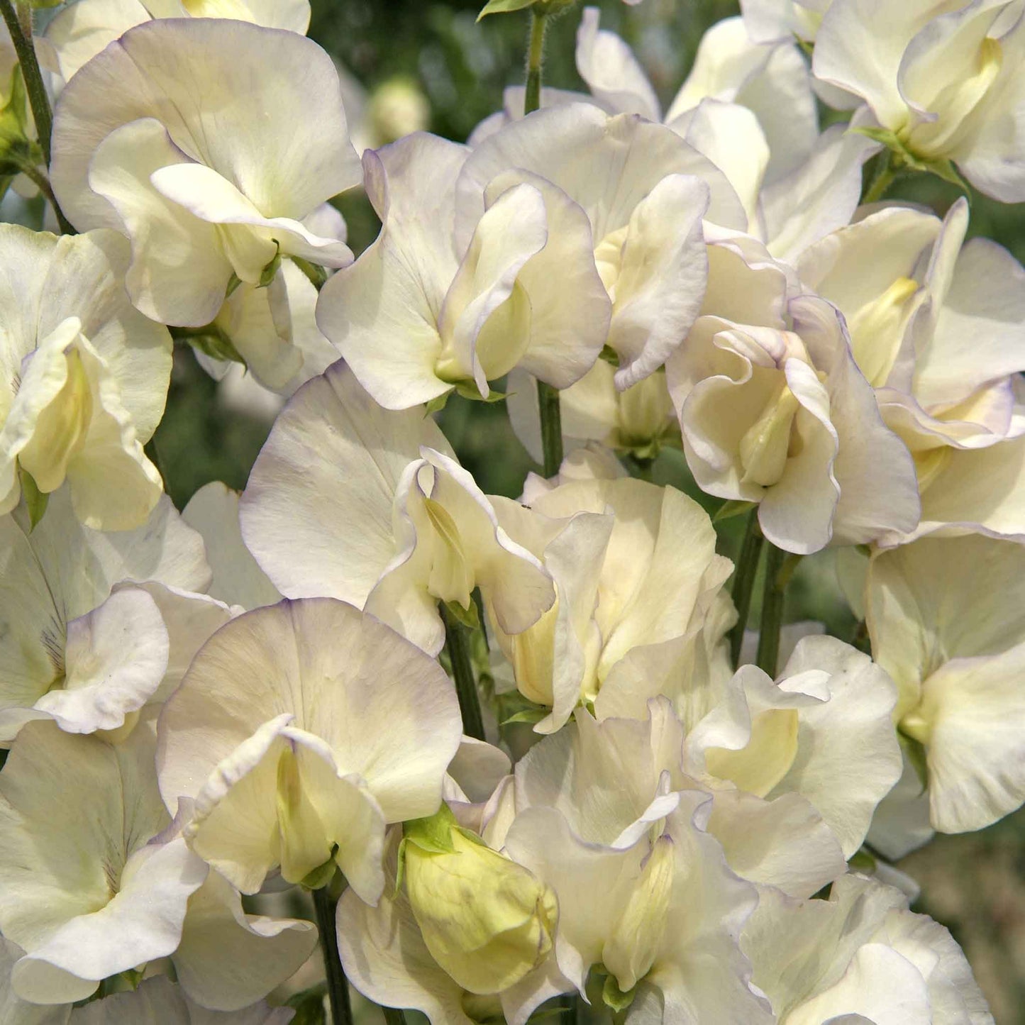 Sweet pea old times cream and pale yellow flowers in close-up on a blurred background