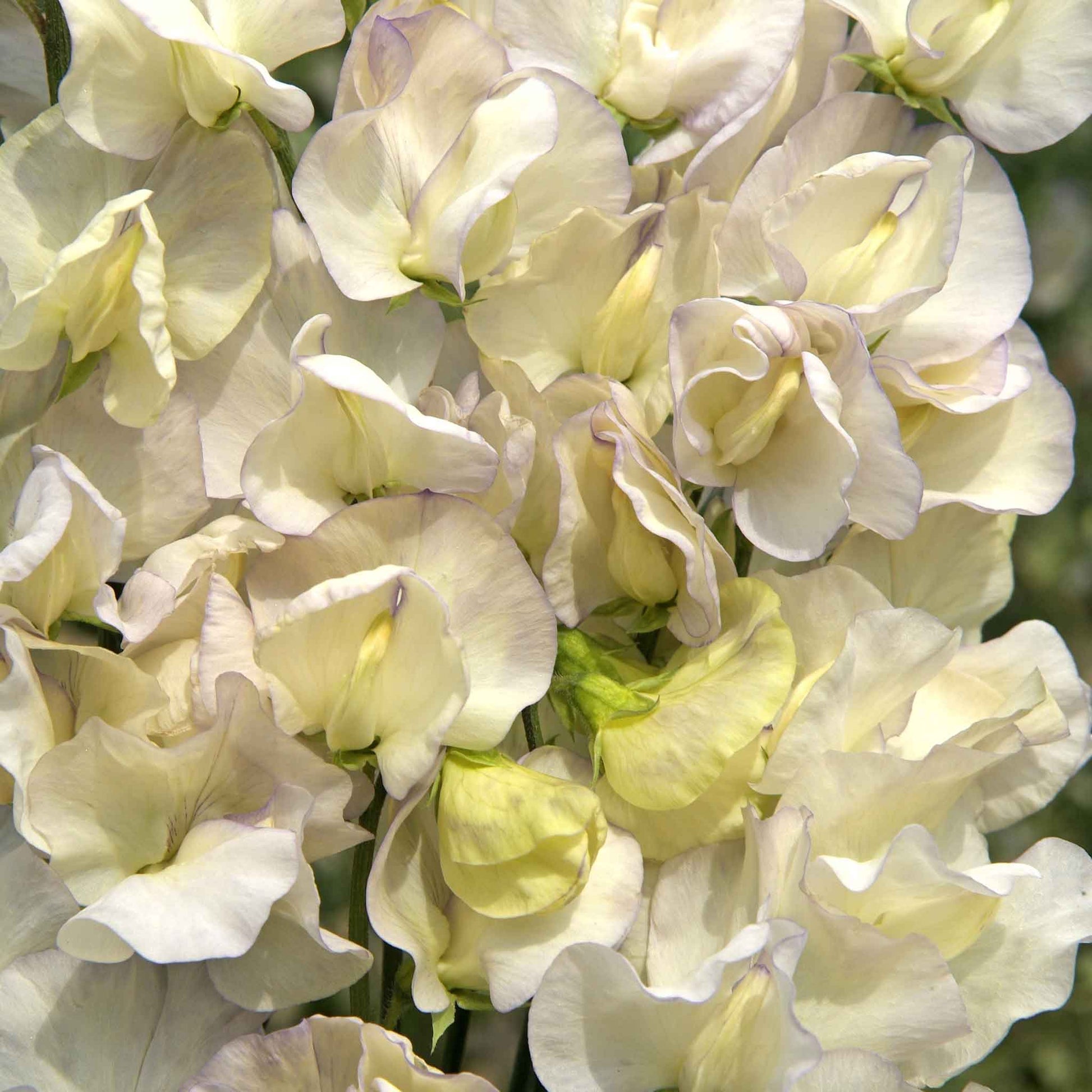 Sweet pea old times white flowers with purple edges against a soft green background