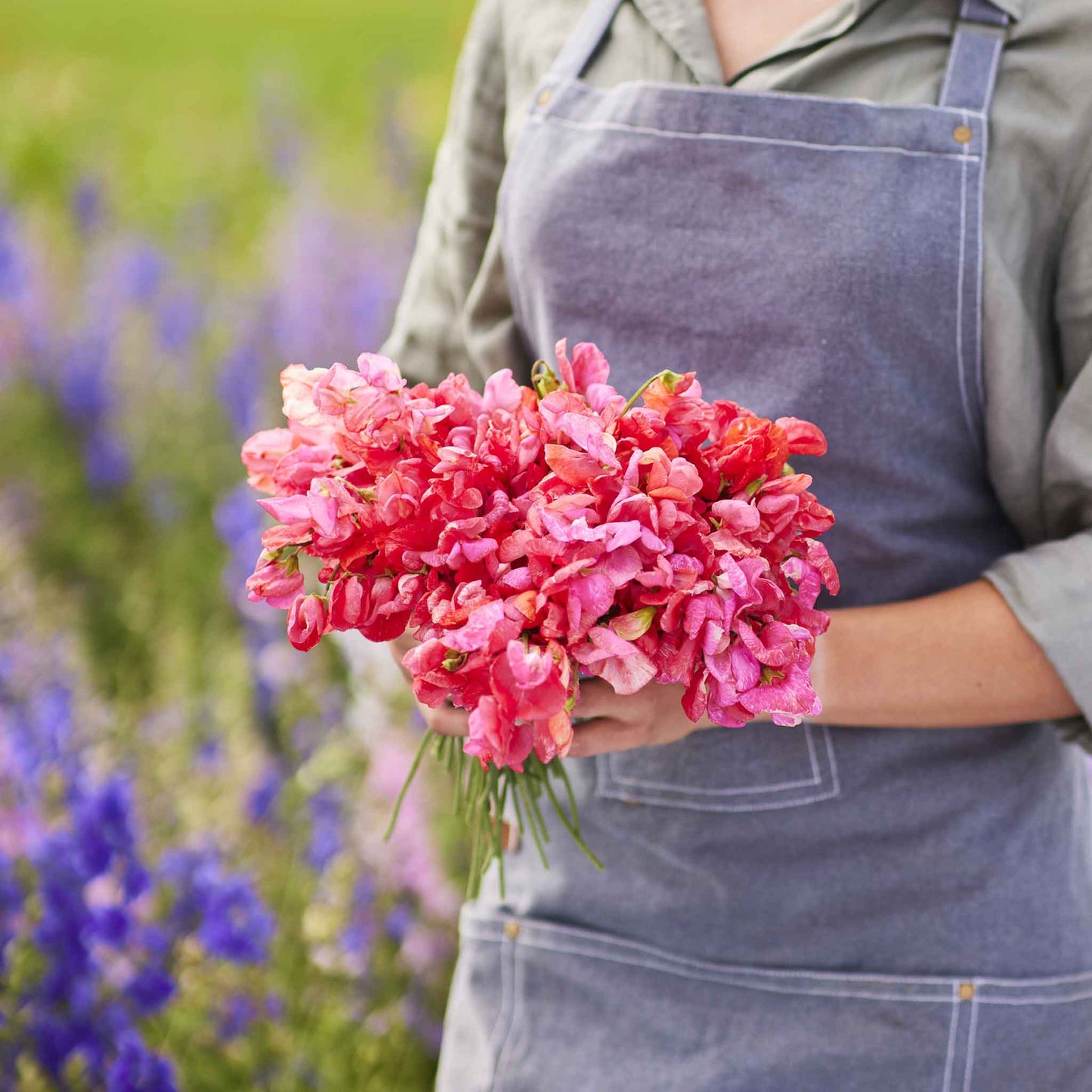 Sweet pea prince of orange orange flowers held by person against a blurred background