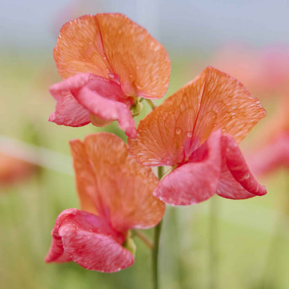 Sweet pea prince of orange deep orange flowers in close-up with a blurred background