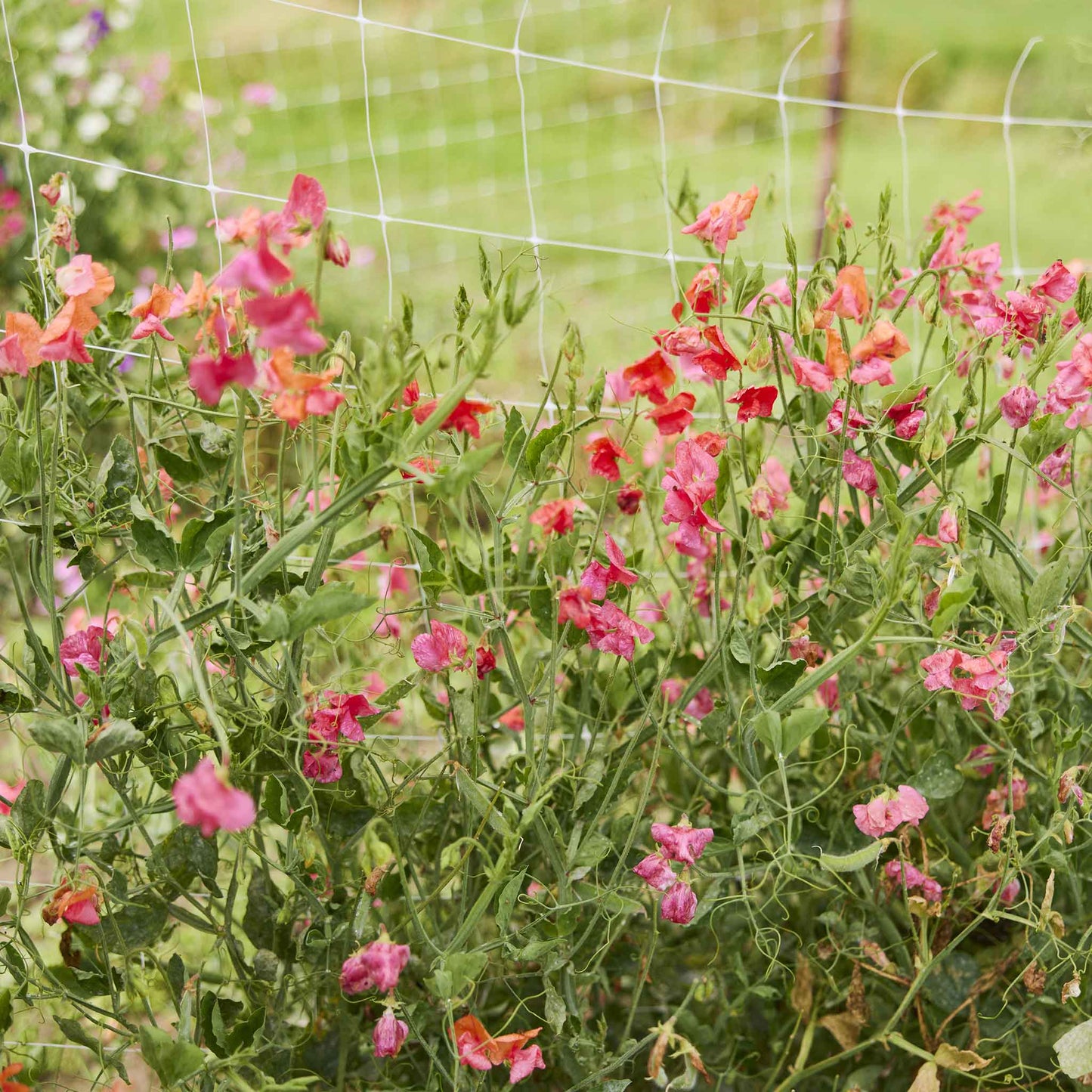 Sweet pea prince of orange vibrant orange flowers in a garden with green background