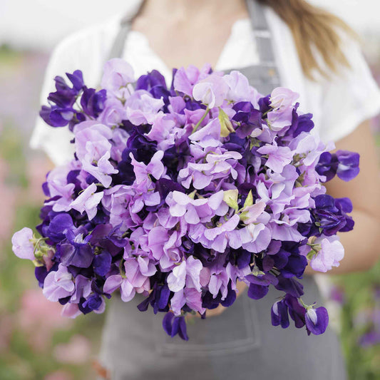 Sweet pea purple mix purple and white flowers held by person on a blurred background