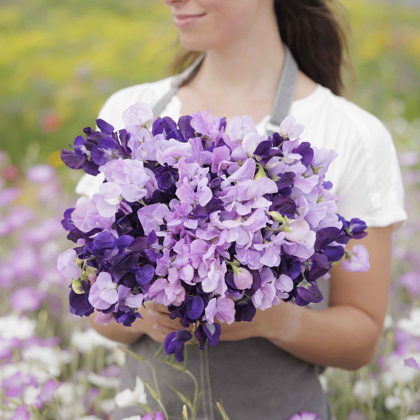 Sweet pea purple mix deep purple and violet flowers held on a blurred background
