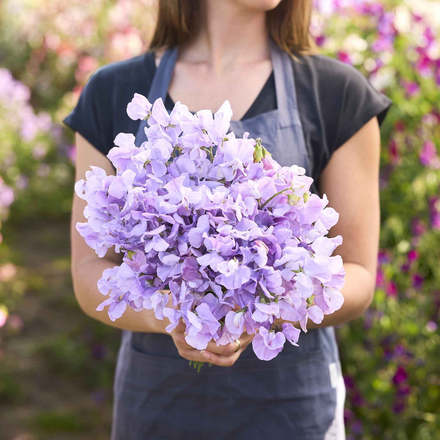 Sweet pea royal lavender lavender blooms held by person against a blurred background