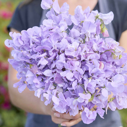 Sweet pea royal lavender purple blossoms held by person against a blurred background