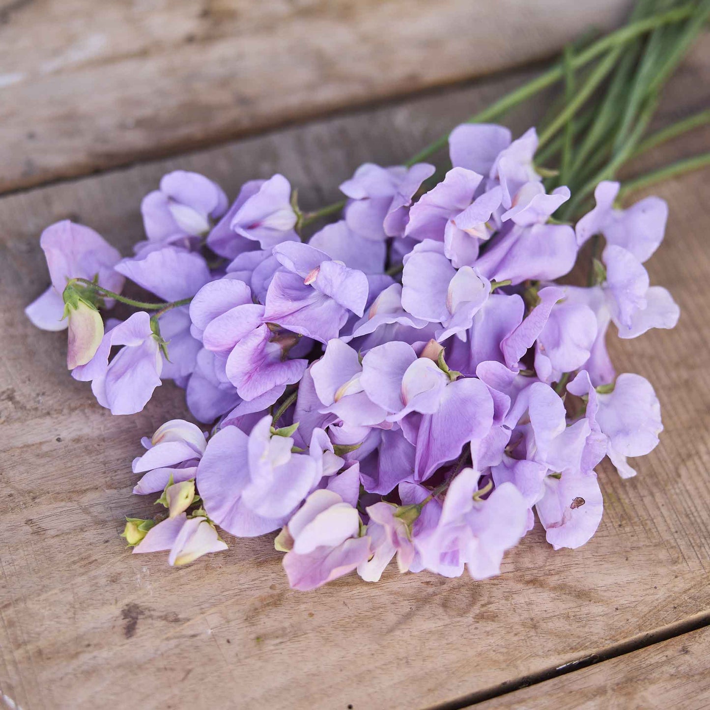Sweet pea royal lavender purple flower in close-up with a blurred background