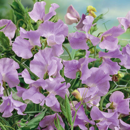 Sweet pea royal lavender purple flowers in a cluster with a green leafy background