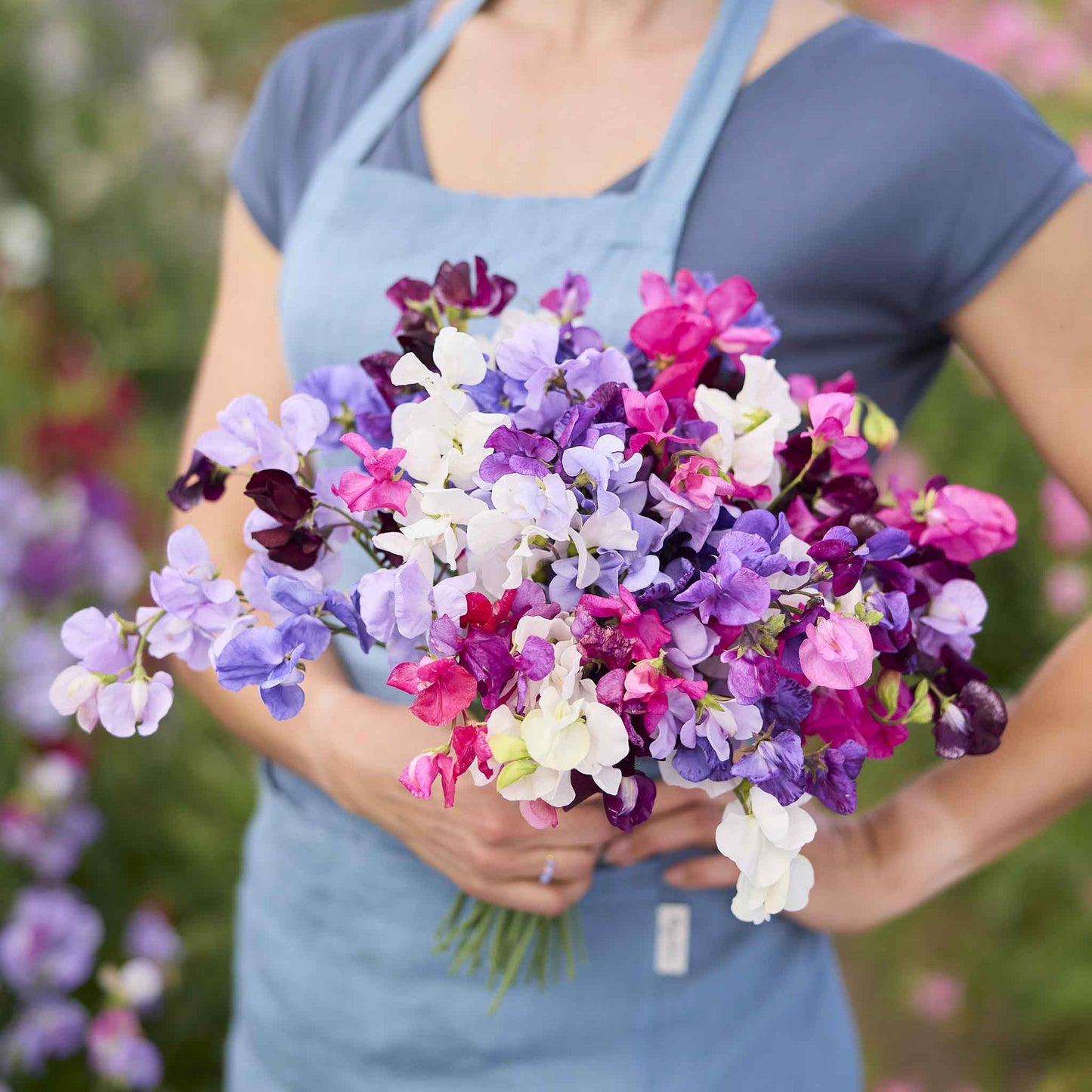 Sweet pea royal mix pink, purple and white flowers held by person on blurred background