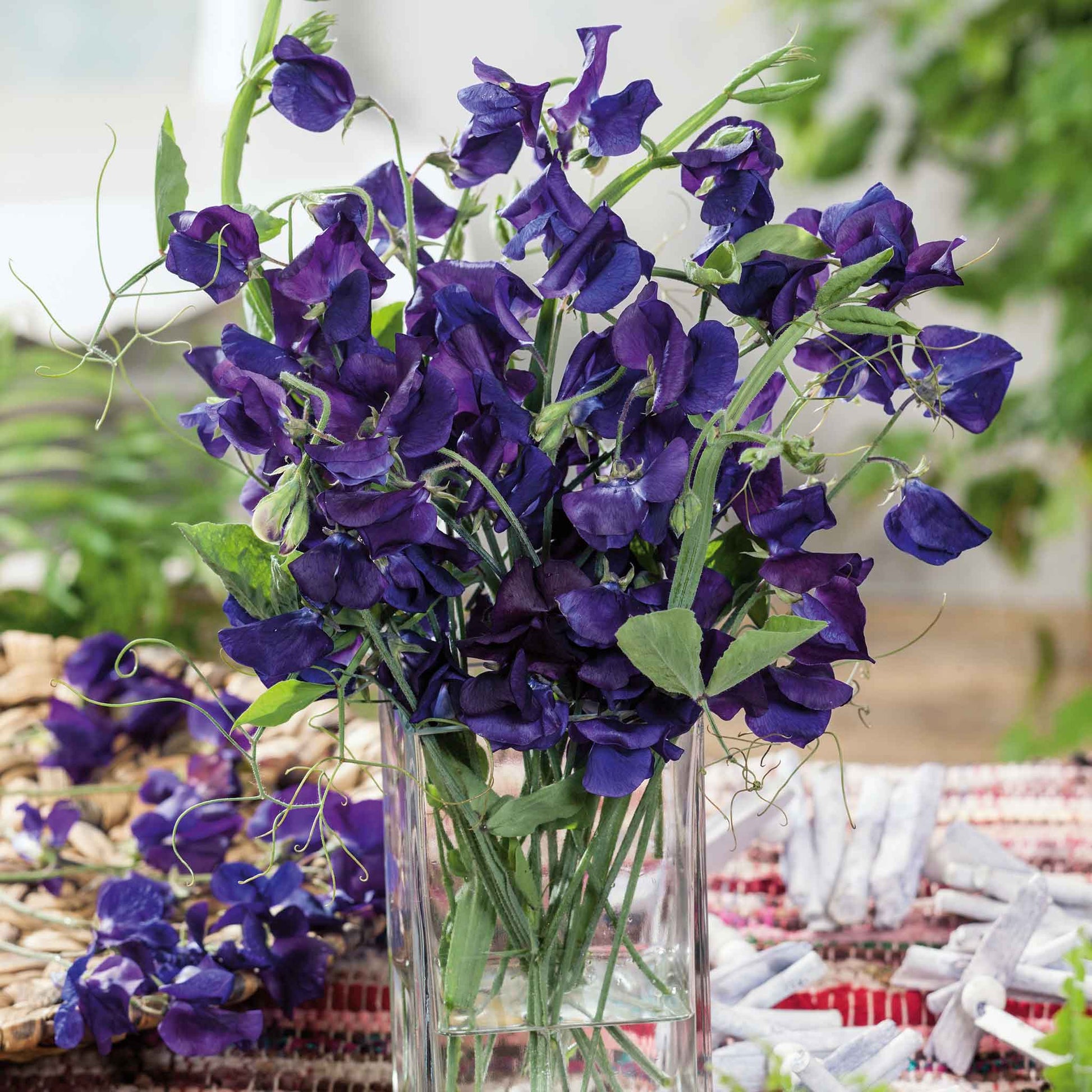Sweet pea royal navy blue deep navy blue flowers in bloom with a green background