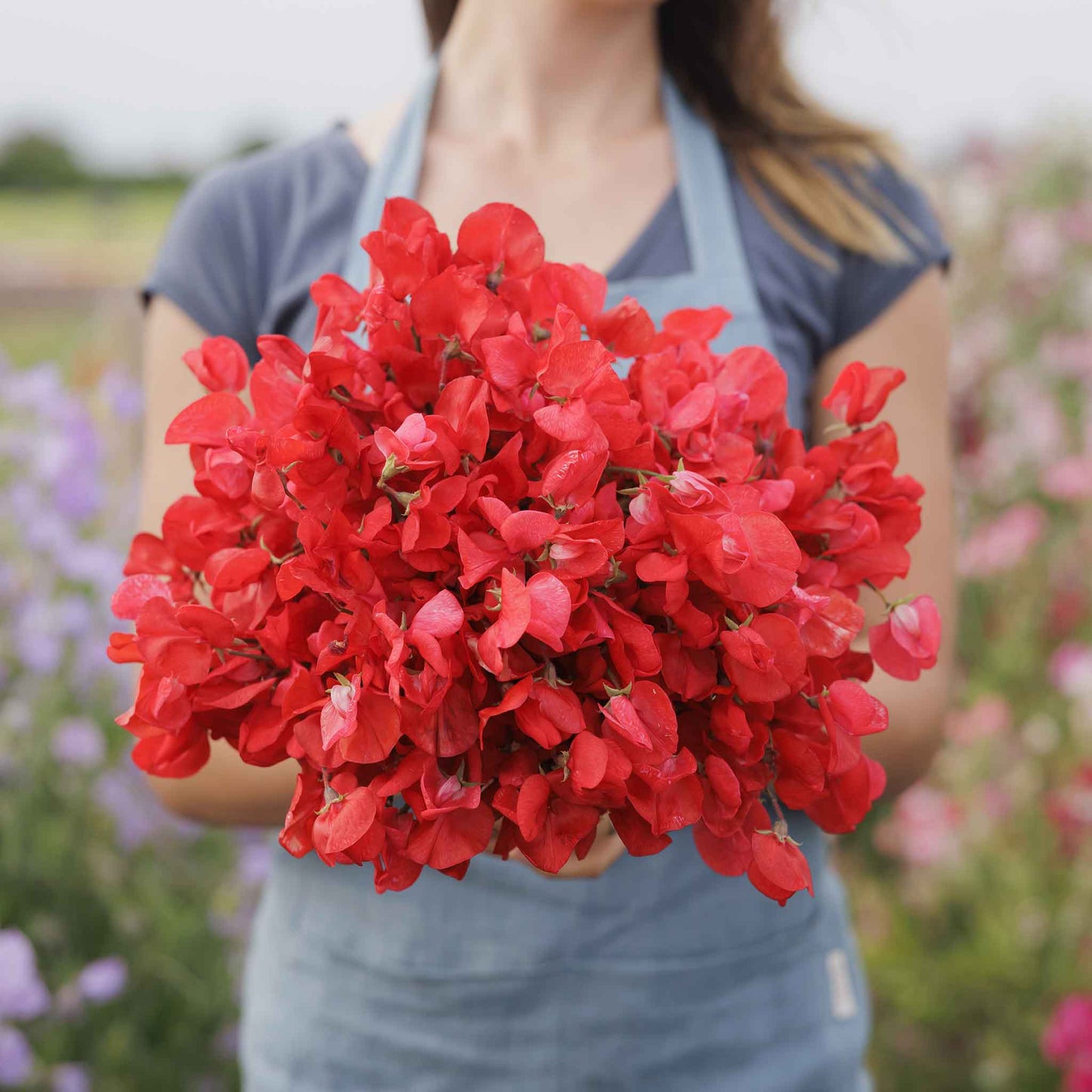 Sweet pea royal scarlet red bouquet held by person against a blurred background