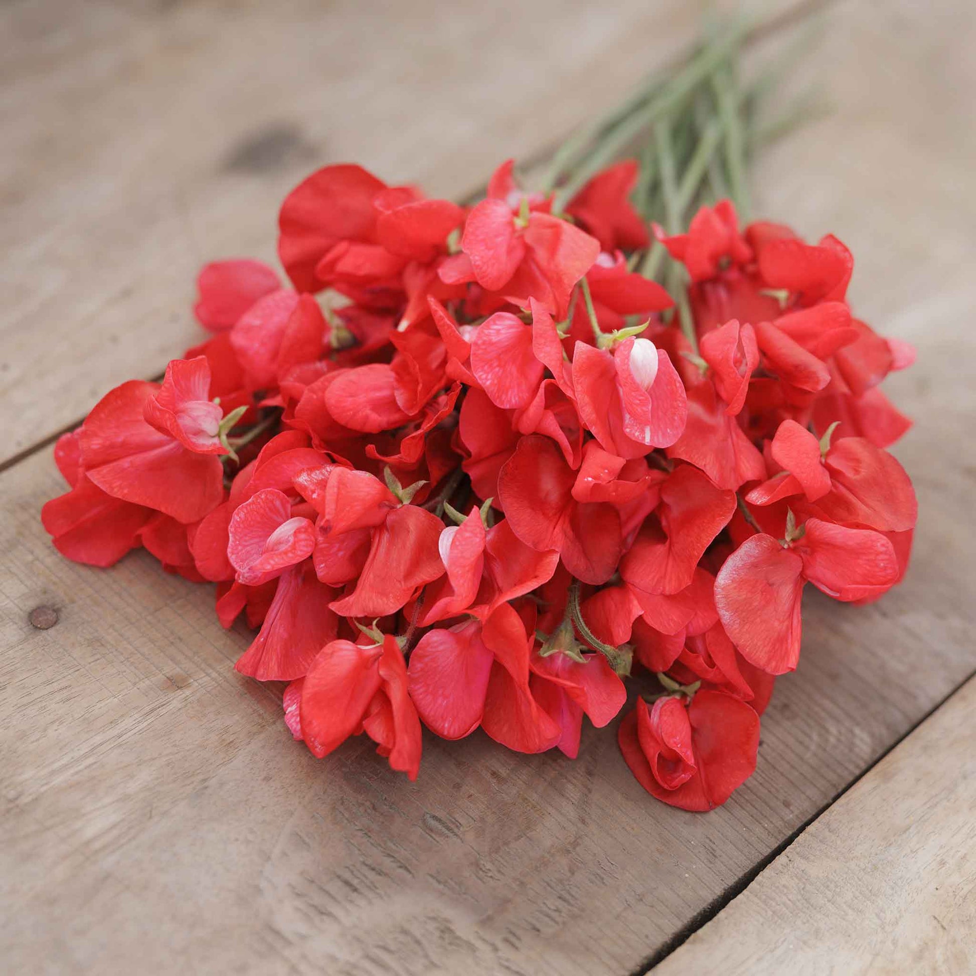 Sweet pea royal scarlet deep red flowers in full bloom with a blurred background