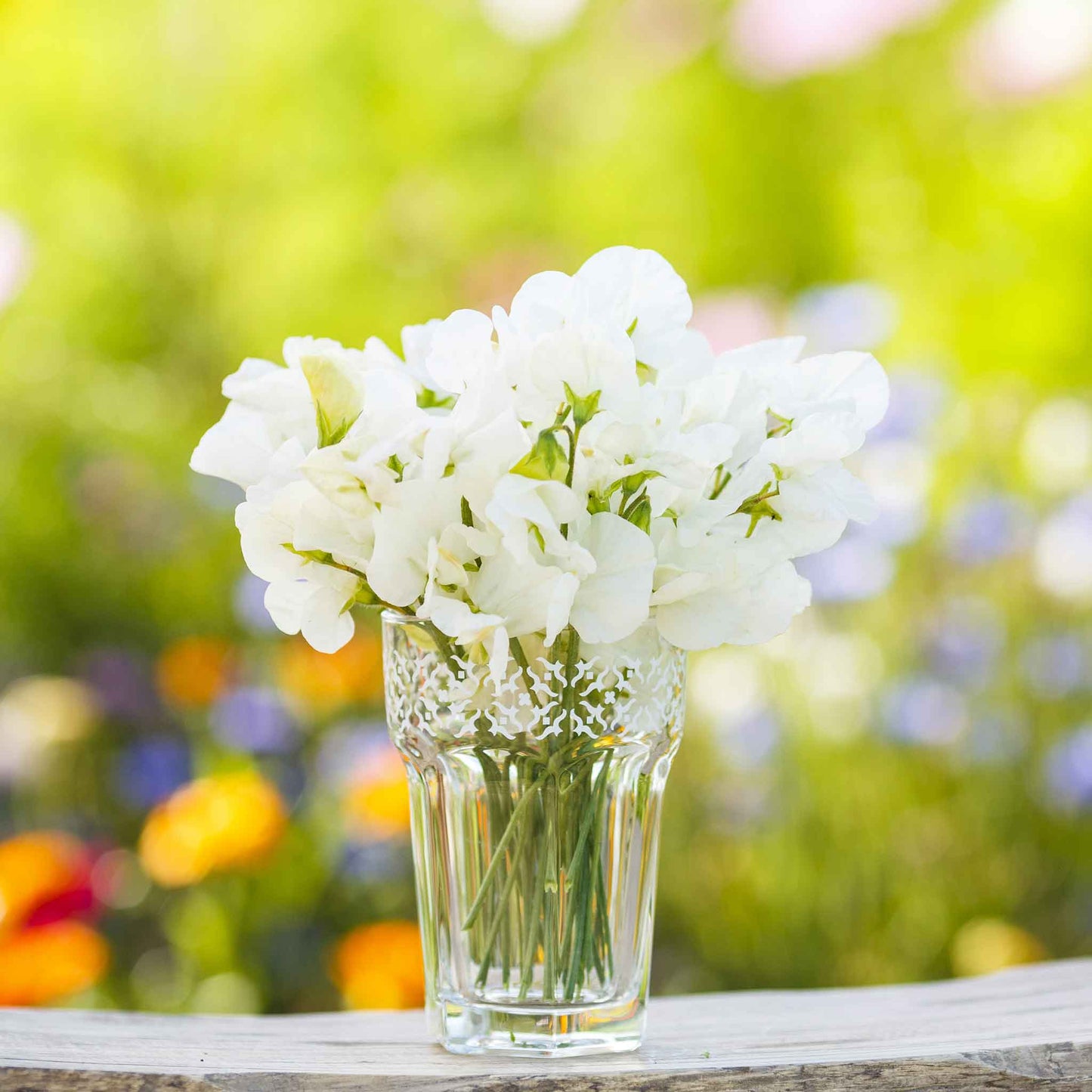 Sweet pea royal white white ruffled flowers in a vase with a colorful blurred background