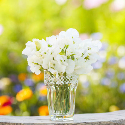 Sweet pea royal white white ruffled flowers in a vase with a colorful blurred background