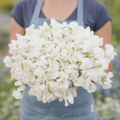 Sweet pea royal white pure white ruffled bouquet held on a blurred background