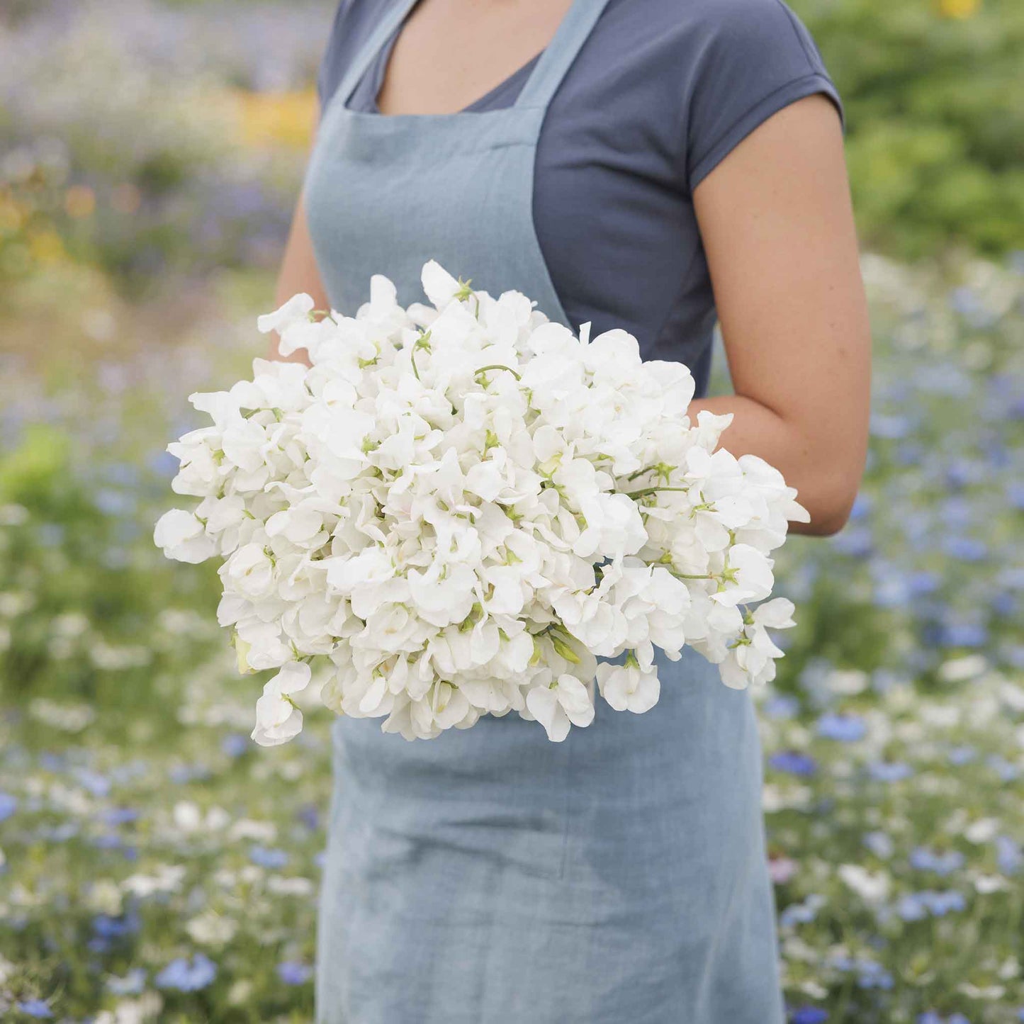 Sweet pea royal white white flowers held by person against a blurred garden background