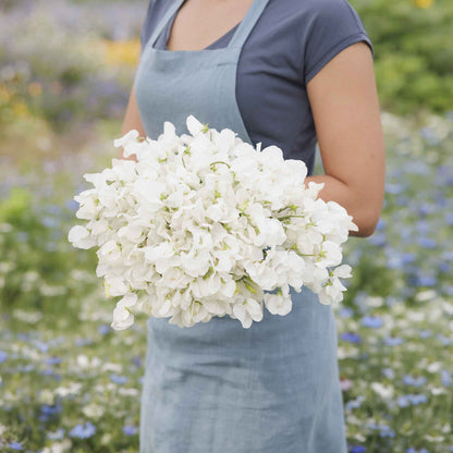 Sweet pea royal white white flowers held by person against a blurred garden background