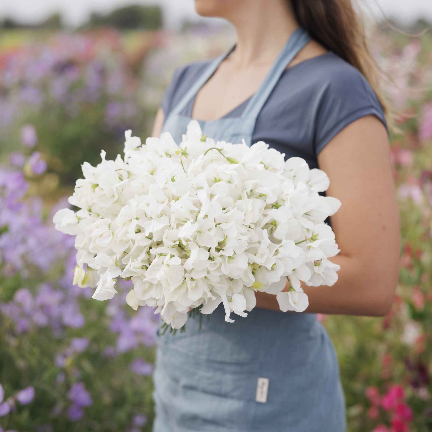Sweet pea royal white white flowers held by person against a blurred garden background