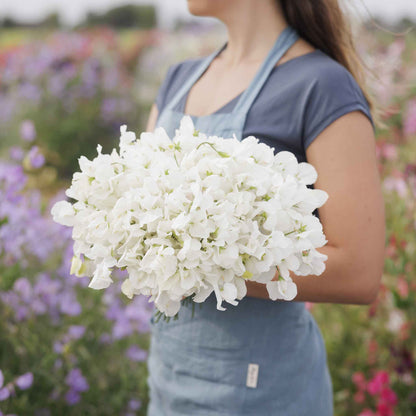 Sweet pea royal white white flowers held by person against a blurred garden background