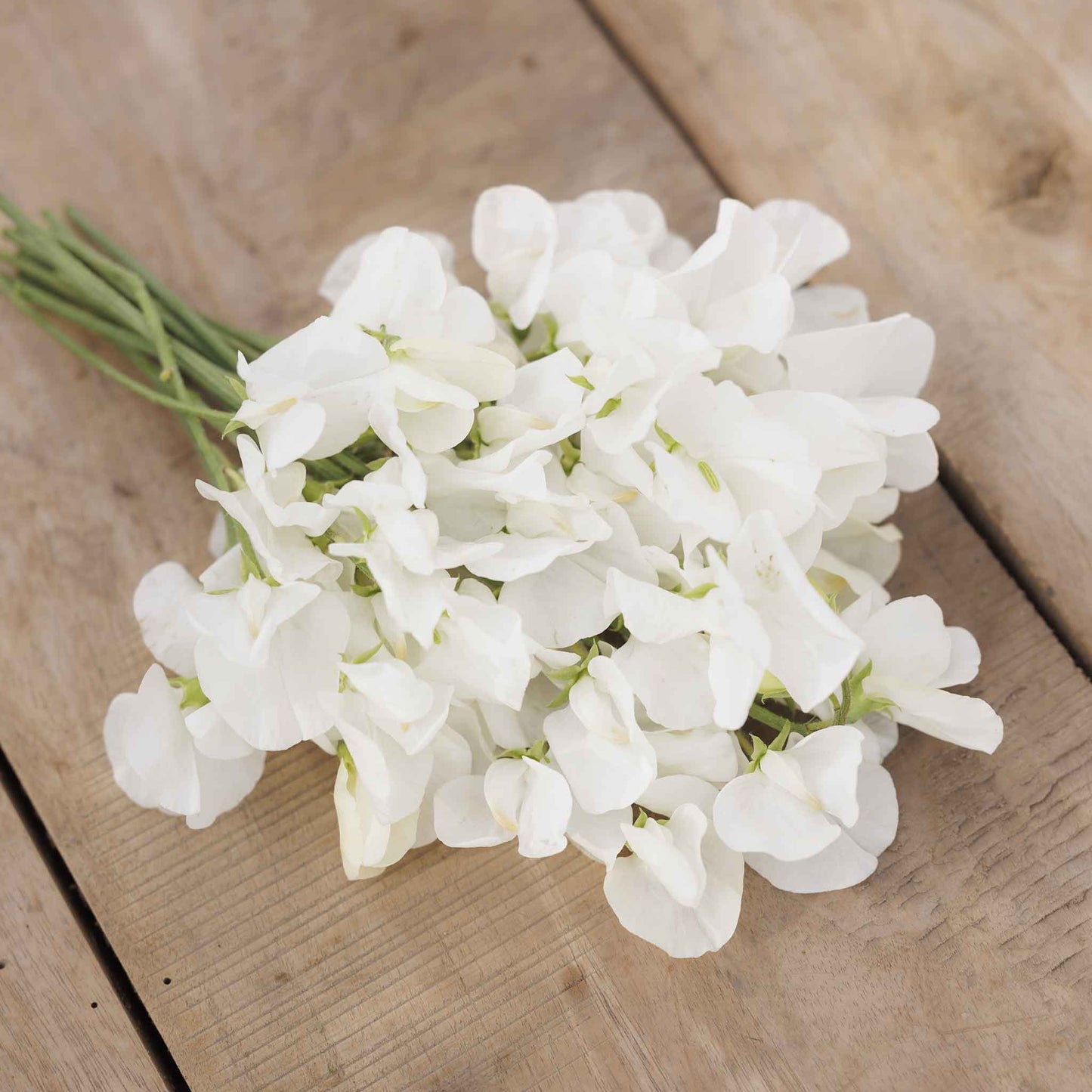 Sweet pea royal white delicate white flowers in close-up on a blurred background