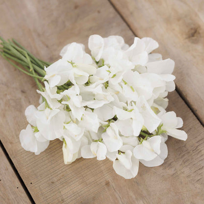 Sweet pea royal white delicate white flowers in close-up on a blurred background