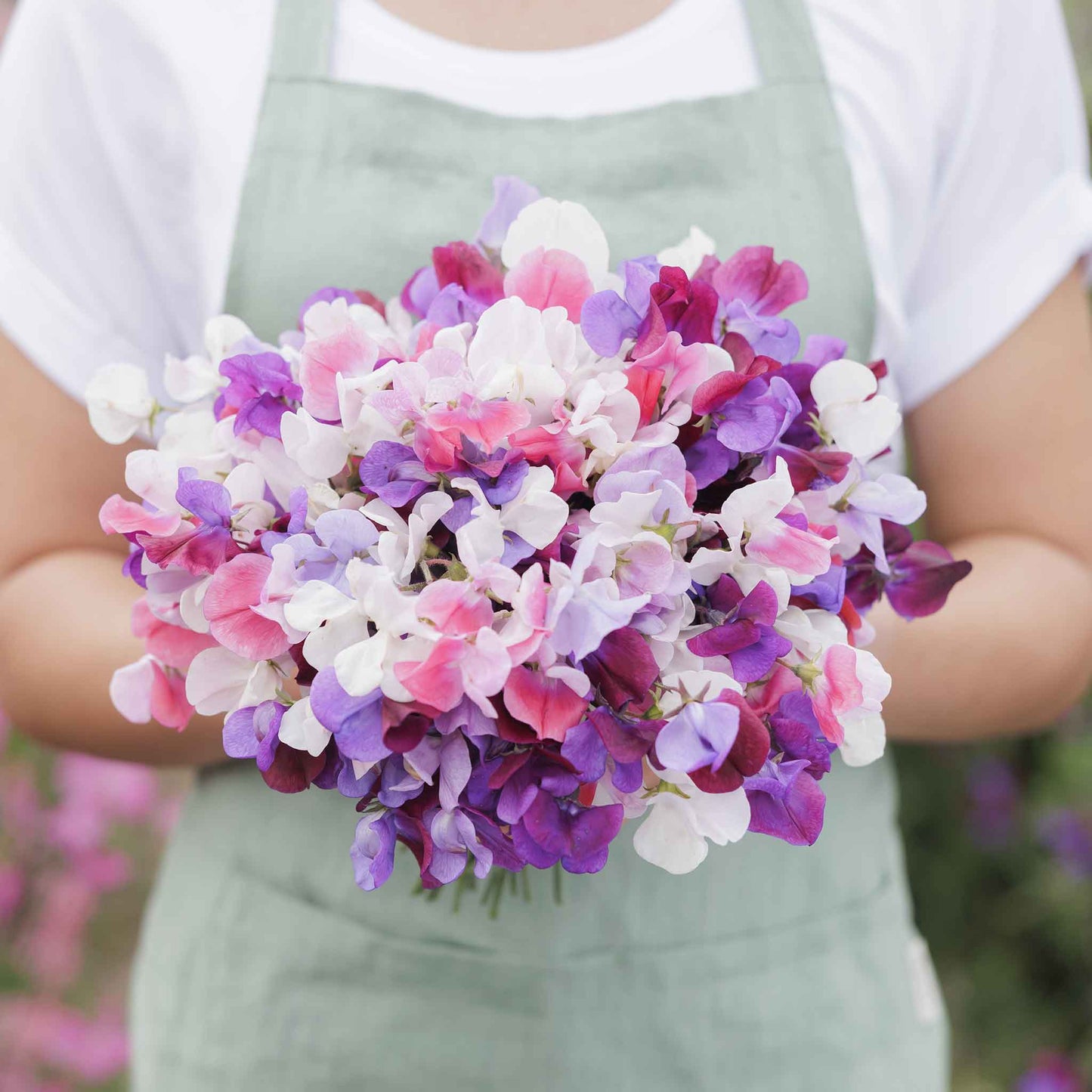 Sweet pea spencer mix pink and white flowers held by person on a blurred background