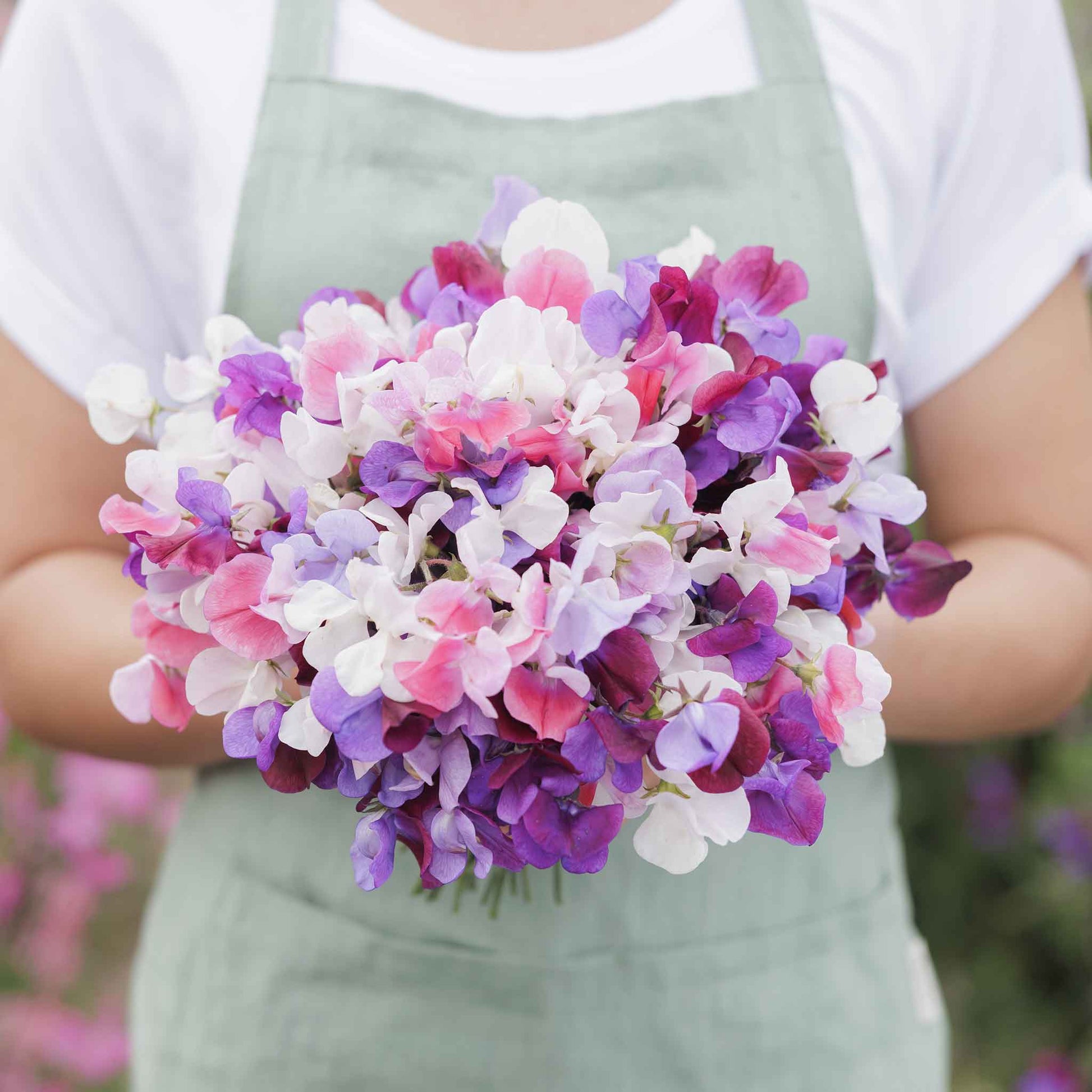 Sweet pea spencer mix pink and white flowers held by person on a blurred background