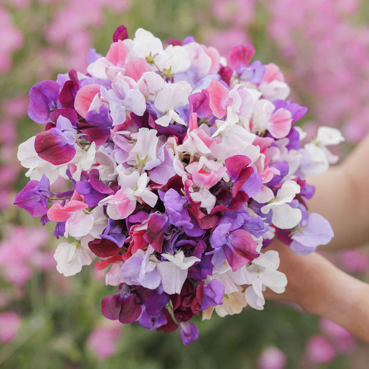 Hand-held Sweet Pea Spencer Mix bouquet showing pink and white coloring, clustered blooms, and cut stems outdoors.