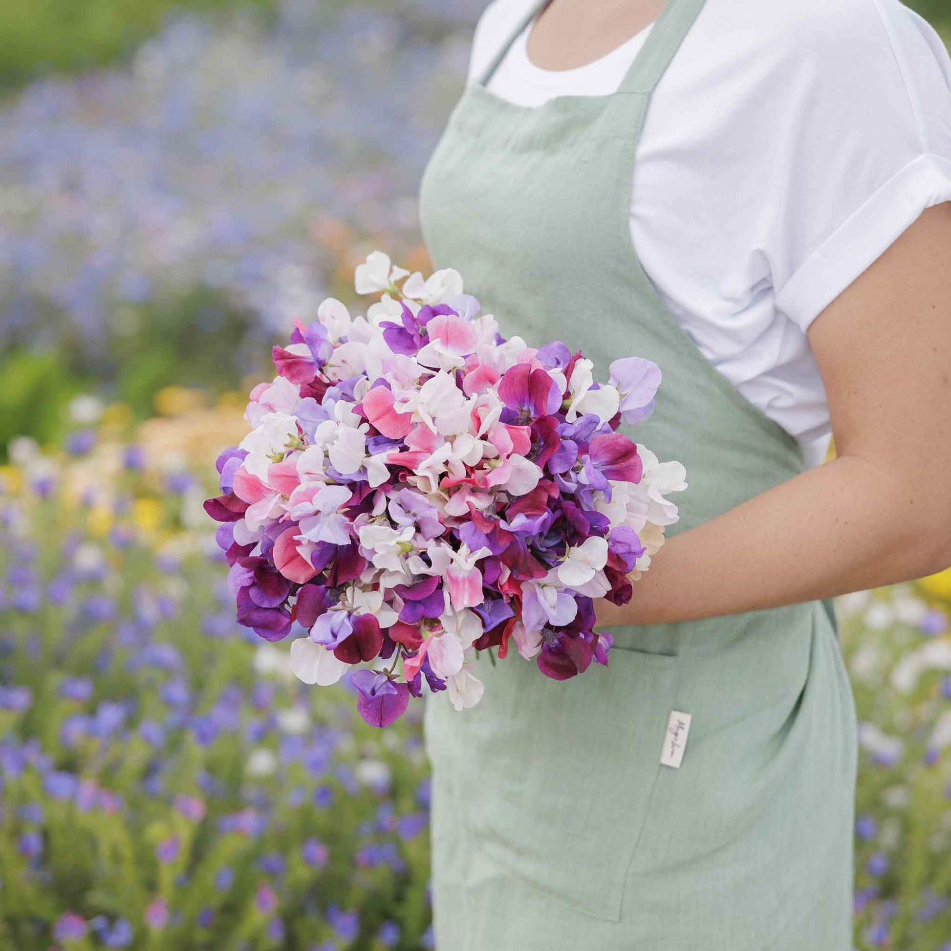 Sweet pea spencer mix purple and pink flowers held by person on a blurred background