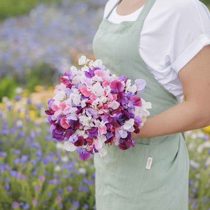 Sweet pea spencer mix purple and pink flowers held by person on a blurred background