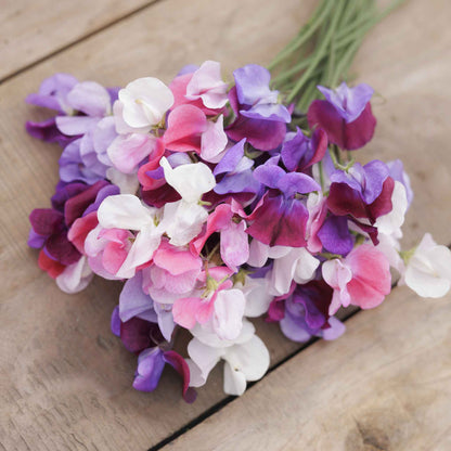 Sweet pea spencer mix purple ruffled flowers in close-up on a blurred background