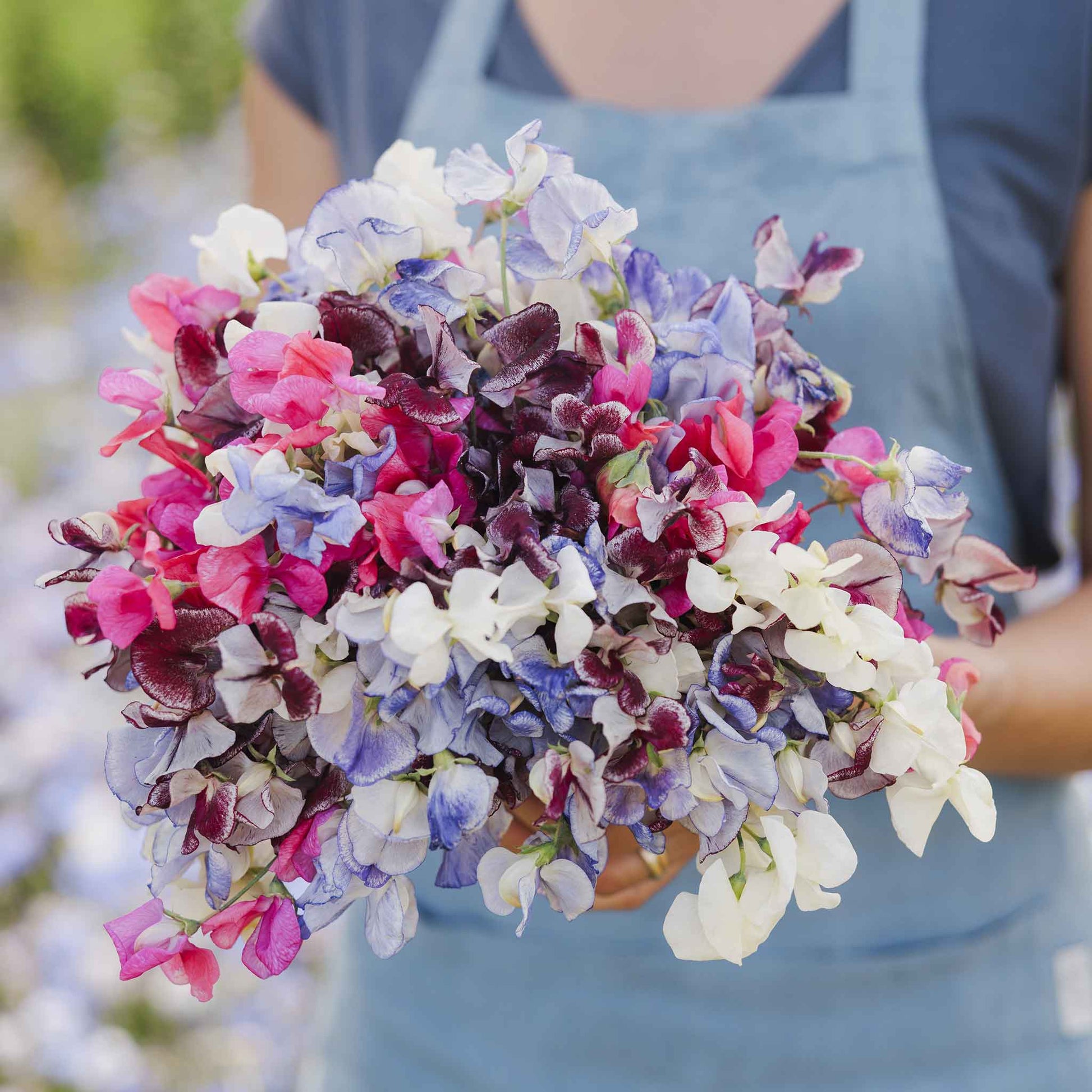 Sweet pea streamer mix pink, purple and white flowers held on a blurred background