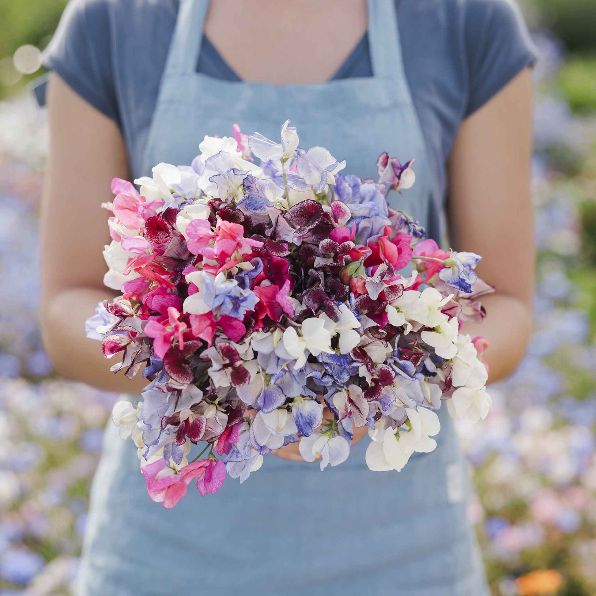 Sweet pea streamer mix pink, purple and white flowers held on a blurred background