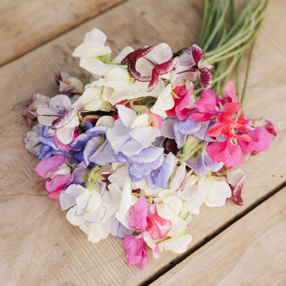 Sweet pea streamer mix mixed shades laid on a wooden surface background