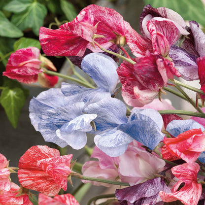 Sweet pea streamer mix pink, purple and white bouquet with a blurred background