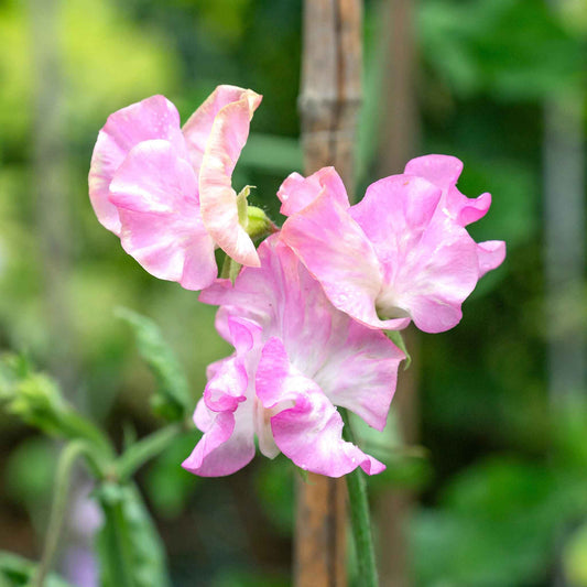 Sweet pea yvette ann light pink flowers with purple hints on a blurred green background