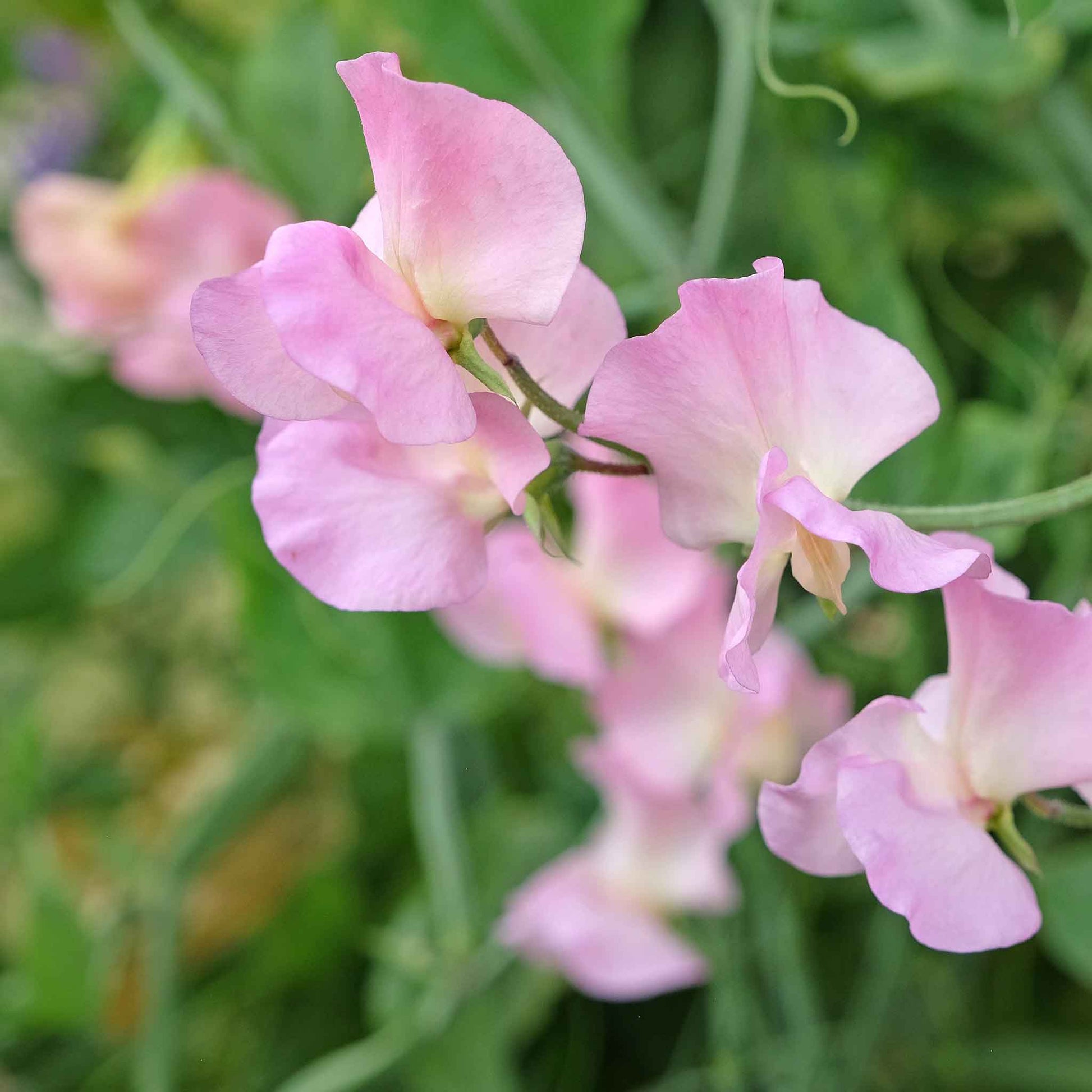 Sweet pea yvette ann purple and white flowers with a green leafy background