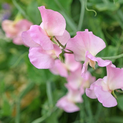 Sweet pea yvette ann purple and white flowers with a green leafy background