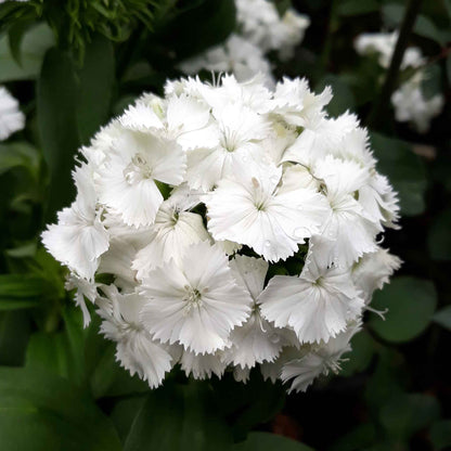 Sweet william albus white clustered flowers in close-up with a soft green background