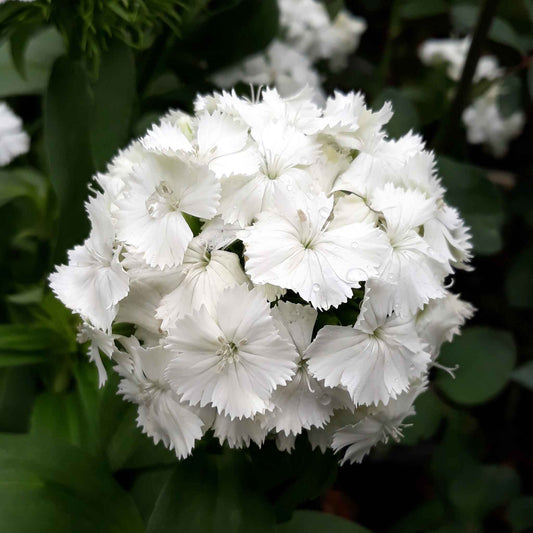 Sweet william albus white clustered flowers in close-up with a soft green background