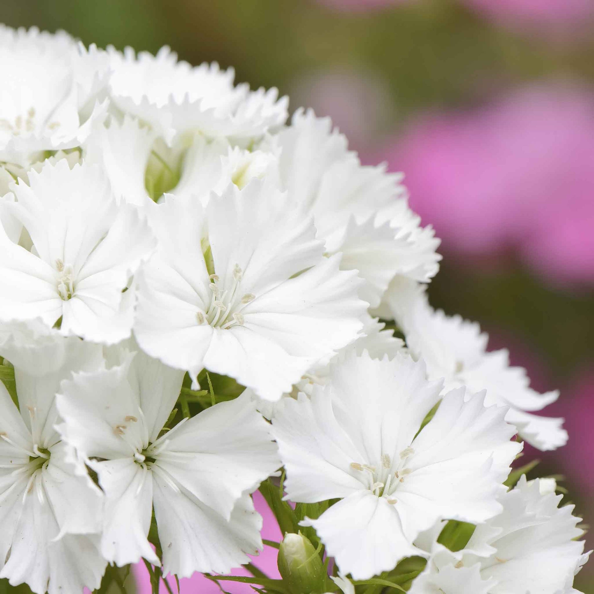 Sweet william albus white blooms with pink accents on a soft blurred background