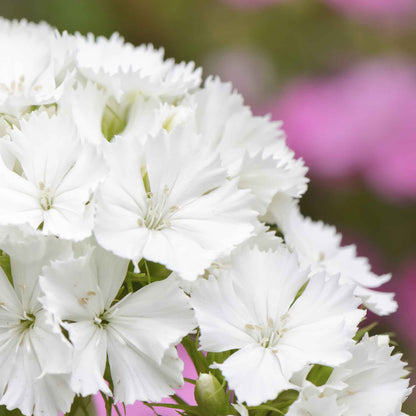 Sweet william albus white blooms with pink accents on a soft blurred background